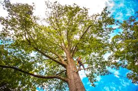 How Our Tree Care Process Works  in Shakopee, MN