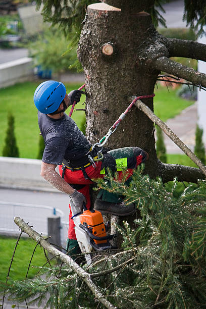 Reliable Shakopee, MN Tree Services Solutions